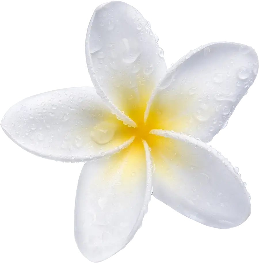 The Sunrise flower, a yellow plumeria